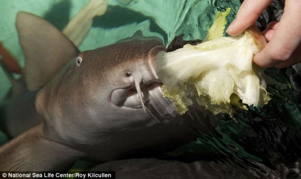 注视生菜！英国伯明翰国家海洋生物中心的这只铰口鲨不喜荤腥爱蔬菜，好像成为世界首只素食鲨。