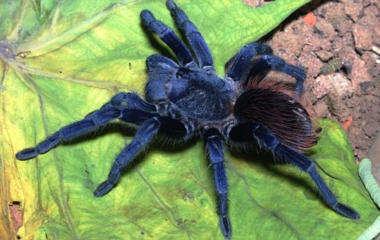 这是一种亮蓝色的狼蛛，发现于巴西境内。想象一下它在你枕头上爬行的样子吧！