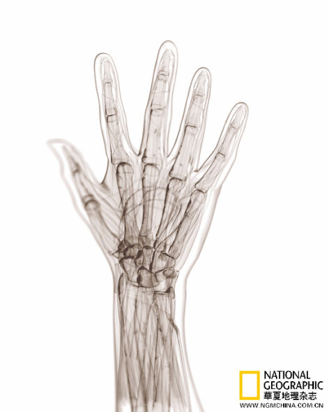 多种脊椎动物的前肢——从蛙类到大象、从蝙蝠到人类——都暗藏同样的解剖学蓝图：五指连在腕部的一组骨头 上，由两根骨头构成的前臂从腕部伸出，引向邻近肩部、只有一根长骨的上臂。