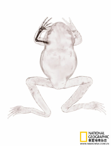 蛙：蛙类已演化出数以千计的物种，它们的手也花样繁多，各适于不同的行动。