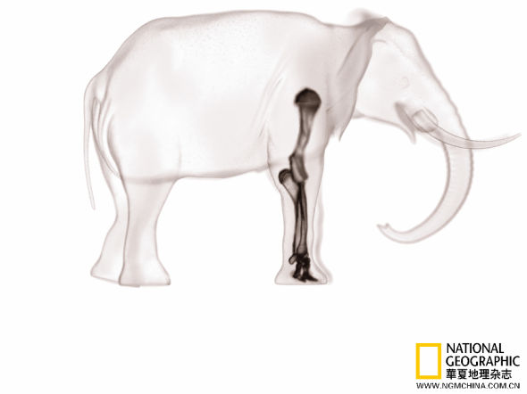 大象的前掌已适应了承受巨大的重量。粗壮的指骨——近期研究显示还有第六根“假指”，最初是软骨，但在有些年纪较大的大象当中会发育成骨头——发挥着柱基石般的作用。