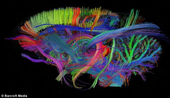 科学家表示大脑3D图像让他们第一次窥探到大脑的运转机制