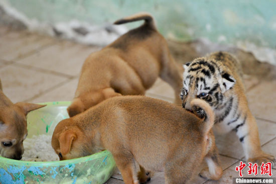近期,广西南宁市动物园里的两只母东北虎先后共降生了三只东北虎宝宝