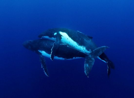 温柔共舞：两头座头鲸正在交配过程中，这是科学家首次目睹这一罕见的场景