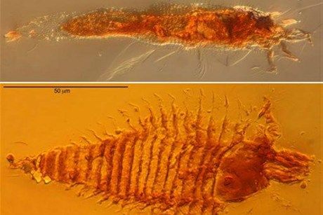 意大利发现2.3亿年前世界最古老昆虫琥珀(图)