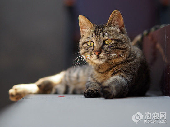 ���ְ�˹E-M5��75/1.8 | ISO200 | -0.7EV | f/2 | 1/800s