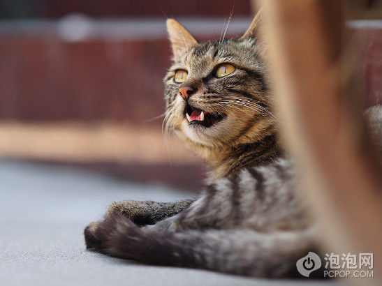 ���ְ�˹E-M5��75/1.8 | ISO200 | 0EV | f/2 | 1/500s