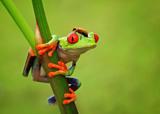 跳舞的青蛙 印尼摄影师拍摄经典动物特写|青蛙