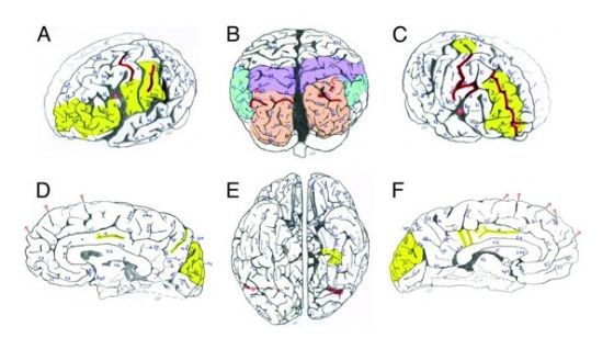 近期的这项研究是基于对14张新发现的爱因斯坦大脑切片图像进行的 