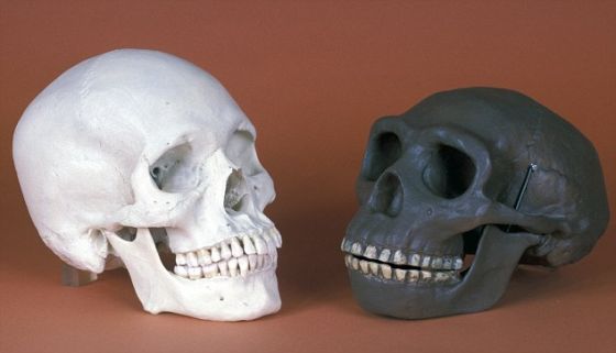 左为现代人(智人)头骨,右为北京猿人(直立人)头骨