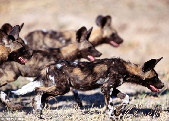非洲豺狗正在捕猎.
