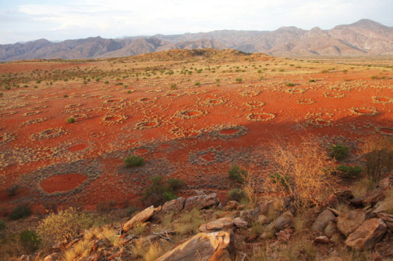 非洲沙漠怪圈之谜破解:白蚁建生态绿洲(图)|沙