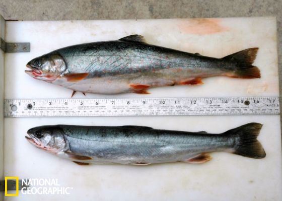 捕获于8月份的产卵期之后的花羔红点鲑(上图)，体型比6月份捕获的个体要大