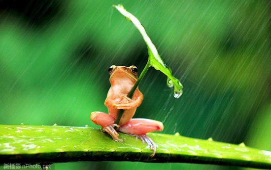 印尼打雨伞青蛙系列照片系摄影师摆拍
