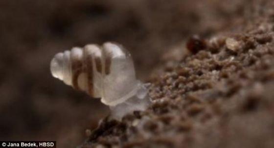 这种最新发现的蜗牛叫Zospeum tholussum，属于小型吸气陆地蜗牛的一个属。照片展示它的透明贝壳和身体。
