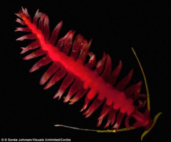 ѪҺˮκһΪѪ쵰׵ĵɣѪ쵰ǴɳȡģPolychaete Annelid