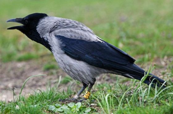 剑桥大学的一个实验证明，鸦科的许多成员不只是最聪明的鸟类之一，还比大多数哺乳动物聪明，可以完成对三四岁孩子来说具有一定难度的任务。
