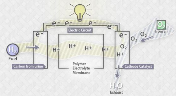 在阳极上，一种通常是铂的催化剂把氢原子的电子分离出来，留下带正电荷的氢离子和自由电子。阳极和阴极之间的一张膜只允许氢离子通过。这意味着电子只有沿着外电路移动，继而产生电流。