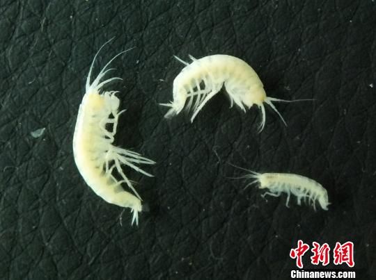 成都发现洞穴生物新种:钩虾以蝙蝠粪便为食无脊椎生物洞穴生物尺蛾