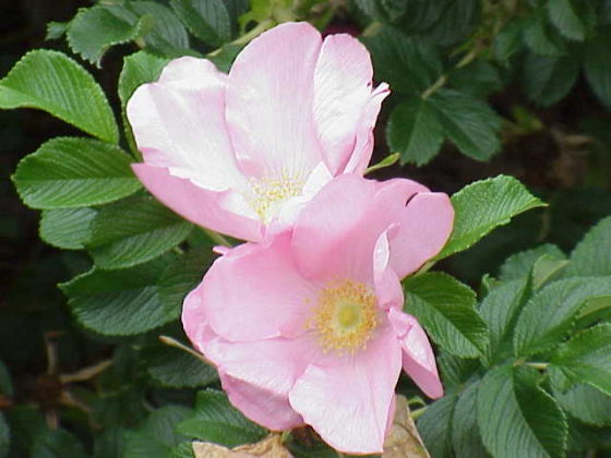 玫瑰(Rosa rugosa)花瓣较为平展,厚度较薄,枝干上的刺细碎繁密,每一复叶有5-9片小叶,叶脉下陷叶,叶子表面有皱纹和细小的绒毛