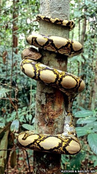 网纹蟒蛇（reticulated python ）