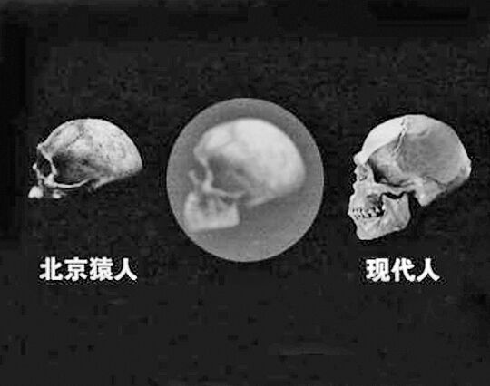 中科院研究称元谋猿人北京猿人非现代人的祖先 图片据央视