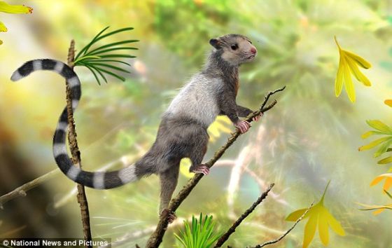 新近在辽宁省发现的3种大小与松鼠相当的小型动物化石显示哺乳动物早在大约2亿年前便已经出现在地球上。这是一张化石复原图，展示其中一种哺乳动物：宋氏仙兽生前可能的样子。这种小动物生活在侏罗纪的森林之中。