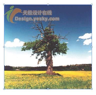 Illustrator�ḻ������������Ư�����