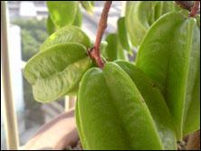 超大触控屏幕LG旗舰KU990拍摄专项评测(5)