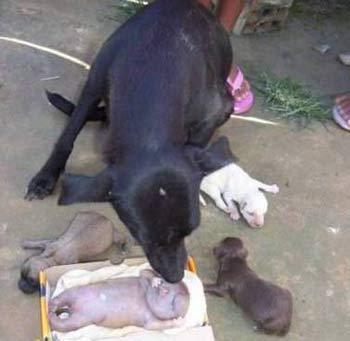 �ڿ���һ��ĸ���������ι���(ͼ)