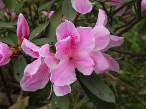 510���������ᰮ����SO905iCS����(9)