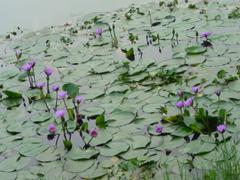 510���������ᰮ����SO905iCS����(9)