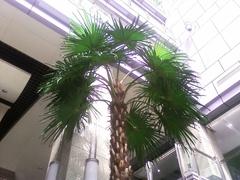 �໬ȫ���̶�֥�������ܻ���G900����(5)