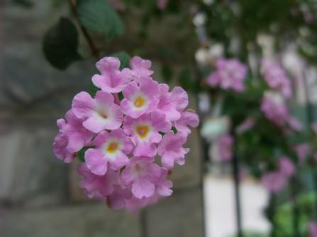 高动态宽广角5X光变DC富士F100fd评测(20)