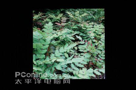 就卖3560LG首款中端大屏液晶L246WH评测(12)