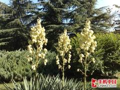 左右为难行水差价最大拍照手机汇总(2)