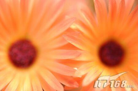 采花贼大发影威尼康新型微距镜头评测