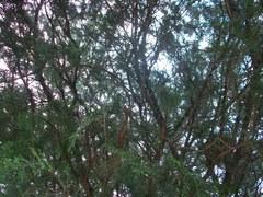 ����C700������K850i����������Ա�(16)