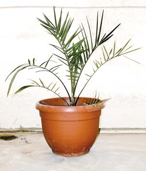 ��ѧ����2000�����ӳɹ���ѿ(ͼ)