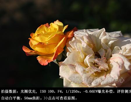 ���ŵ����ɳ��ķ��ռ���EOS450D����(13)