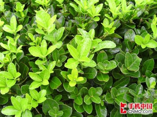 天语C800与数码相机实拍对比(6)