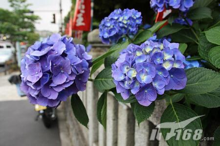 佳能450D配适马18-125mm防抖头实拍欣赏(2)