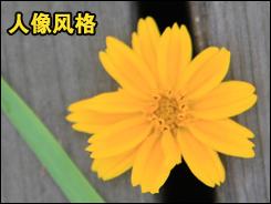 用机宝典佳能中端单反相机40D用机指南(2)