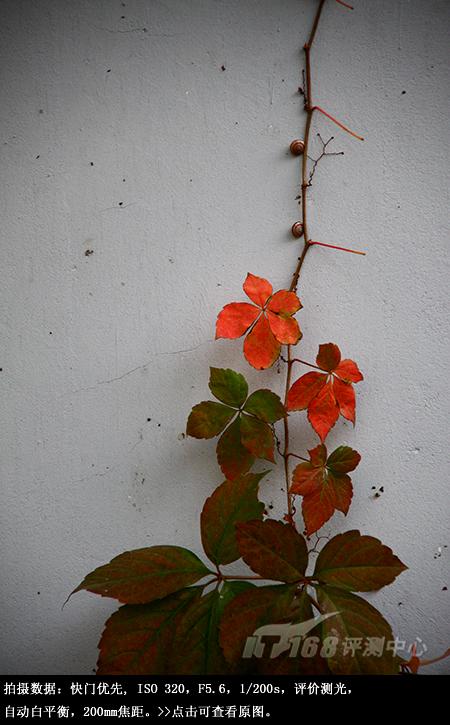从细节处呈现美丽佳能单反EOS50D评测(10)