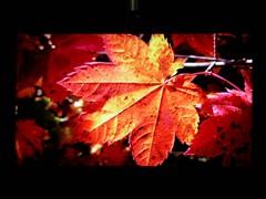 С����͵��TCL��ƷX9ϵ��Һ��TV����