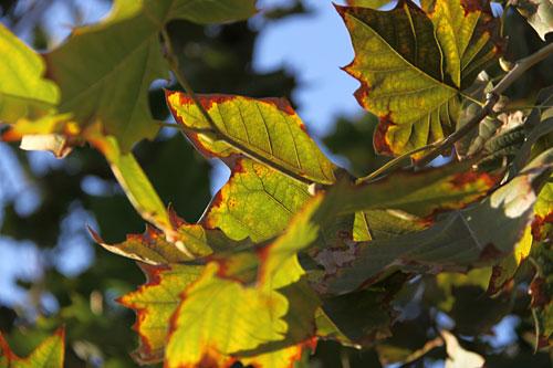 中端单反擎天柱佳能EOS50D详尽评测(15)