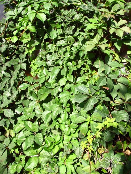 长焦防抖皆全能佳能SX110IS功能评测(9)