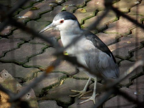 不一样的潮流风尚DC5x光变三星蓝调NV9详细评测