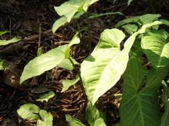 不一样的潮流风尚DC5x光变三星蓝调NV9详细评测