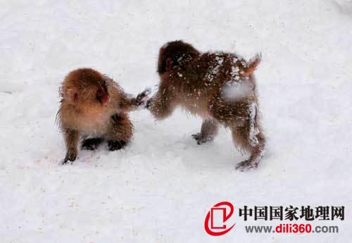 姓雪的动物:不怕冷的猴子雪猴